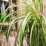 spider-plant-white-leaves-1200x1200