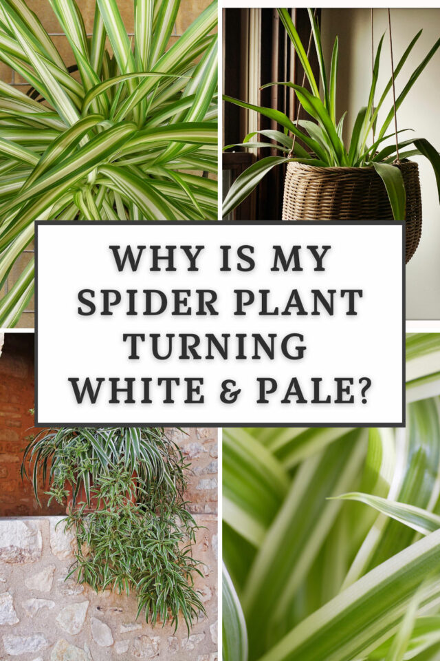 Why is My Spider Plant Turning White? Top 3 Reasons