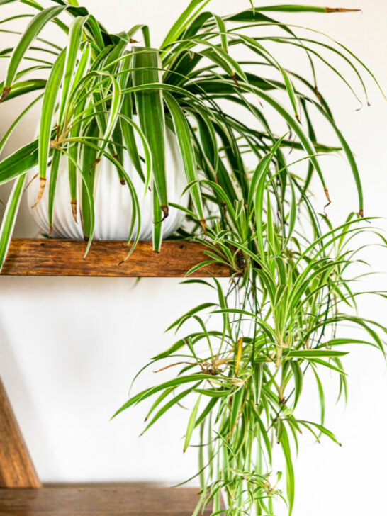 Why is My Spider Plant Turning White? Top 3 Reasons