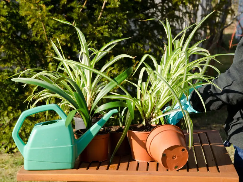 why-is-my-spider-plant-turning-white