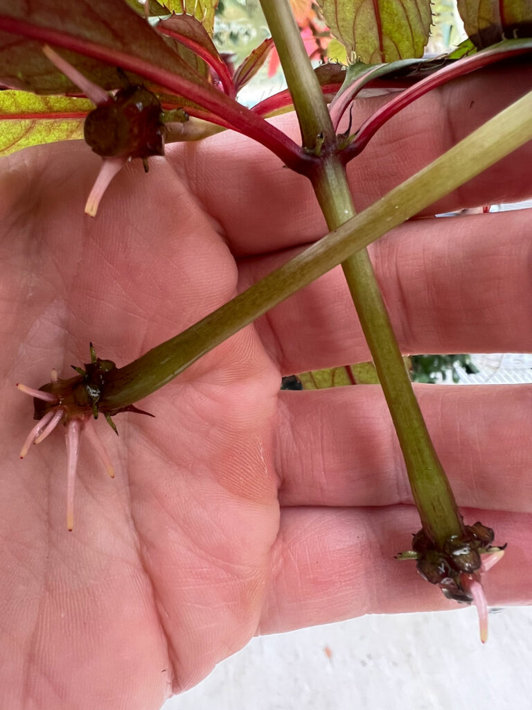 how-to-propagate-impatiens