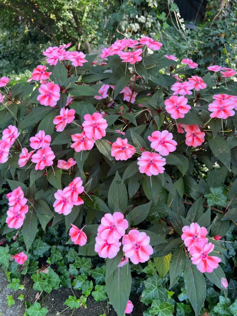 how-to-grow-impatiens-from-cuttings