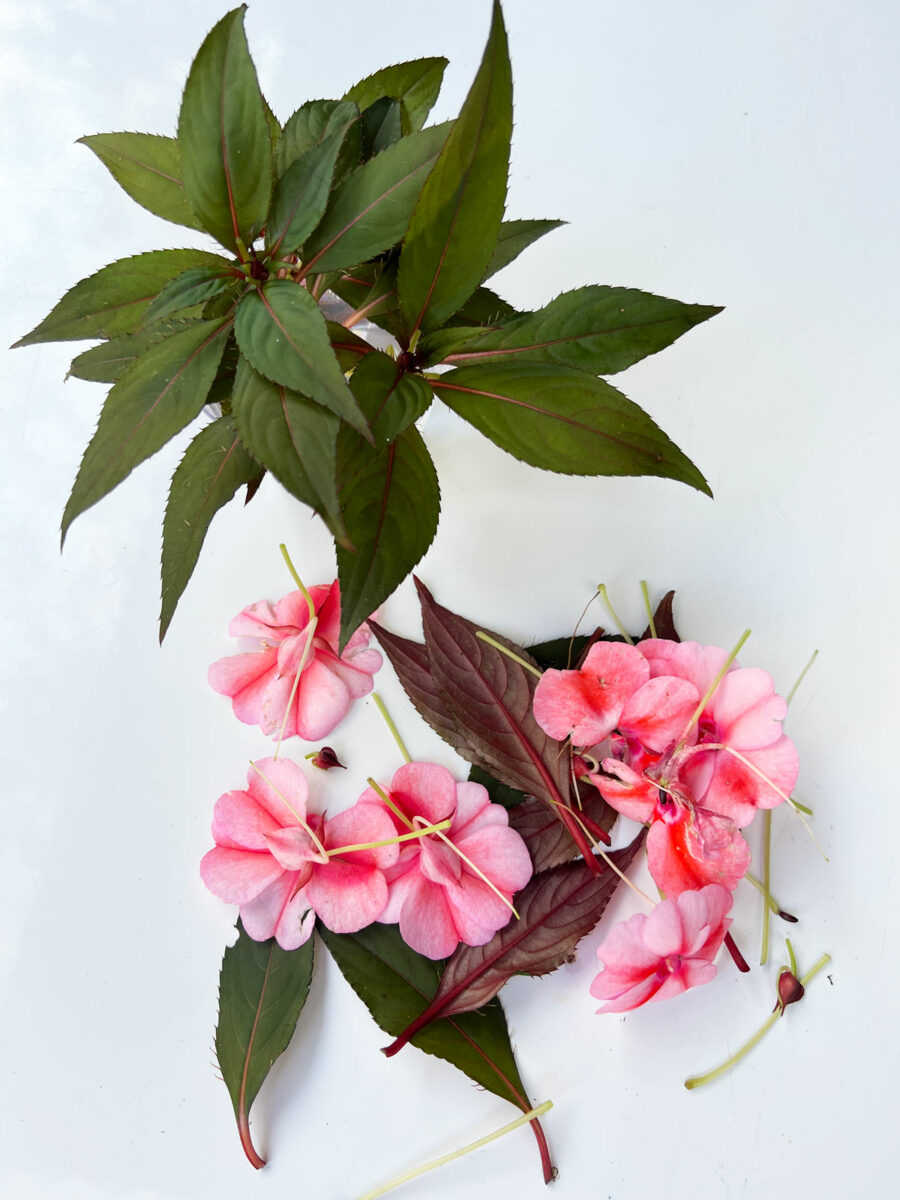 How to Grow Impatiens From Cuttings (With Photos)