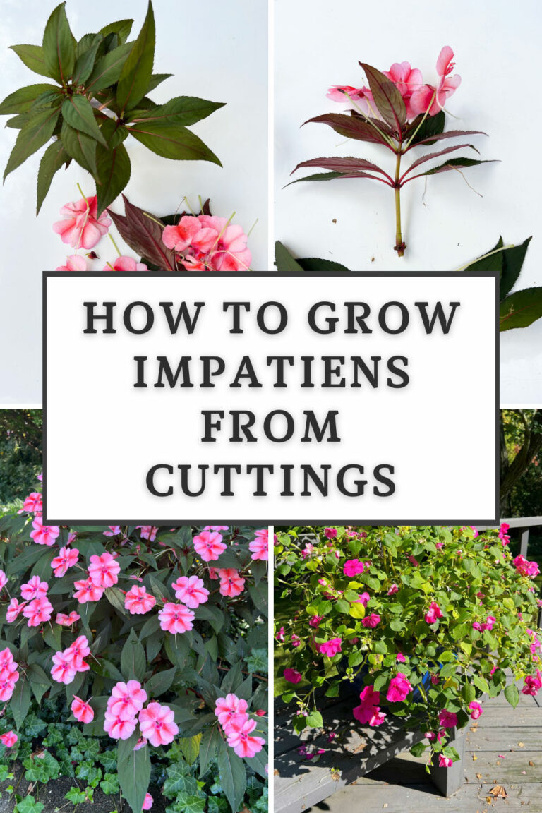 How to Grow Impatiens From Cuttings (With Photos)