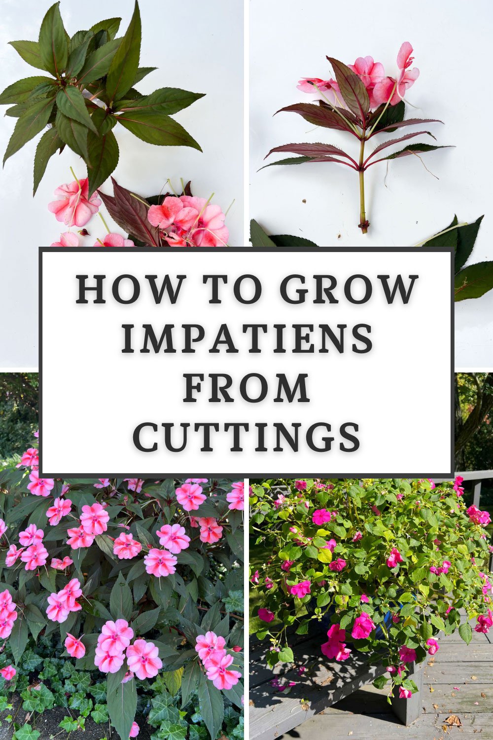 How To Grow Impatiens Flower