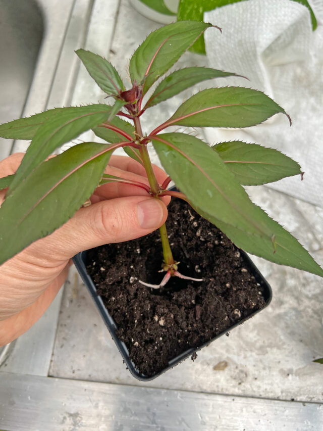 How to Grow Impatiens From Cuttings (With Photos)