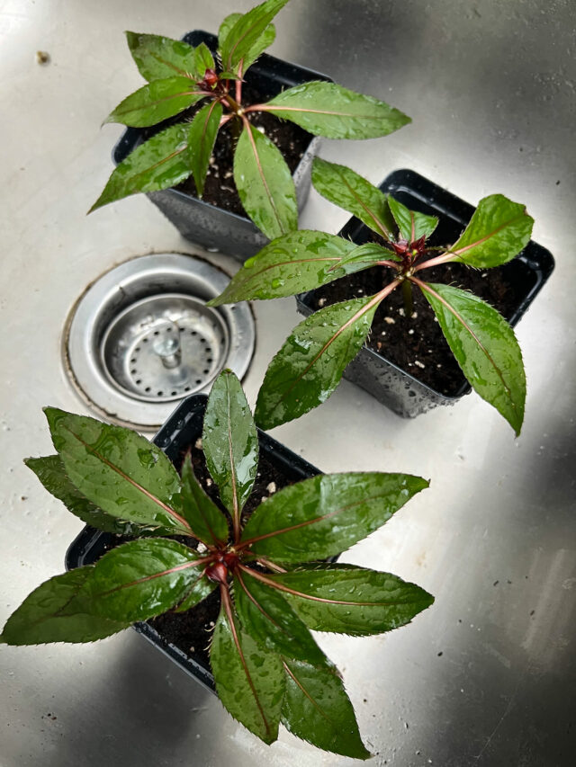 How to Grow Impatiens From Cuttings (With Photos)