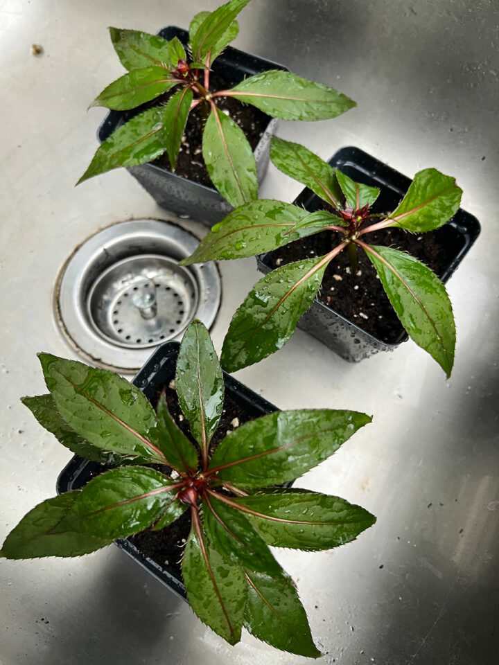 How to Grow Impatiens From Cuttings (With Photos)