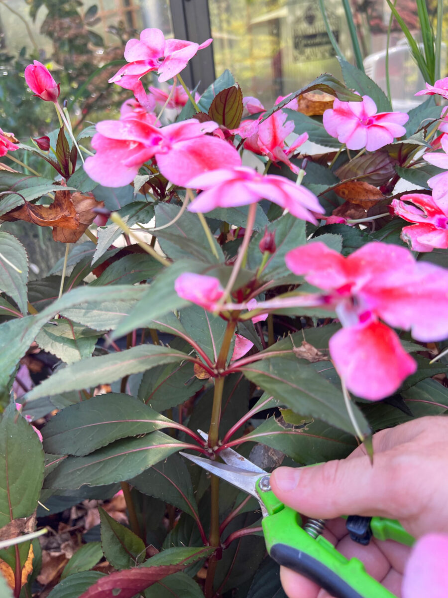 How to Grow Impatiens From Cuttings (With Photos)