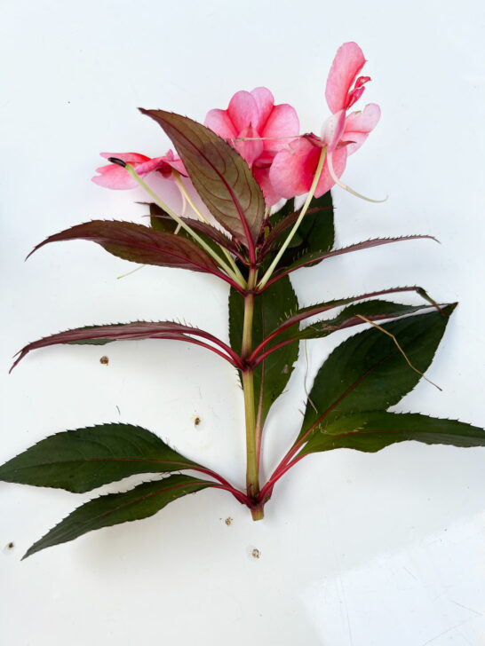 How to Grow Impatiens From Cuttings (With Photos)