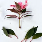 how-to-grow-impatiens-from-cuttings