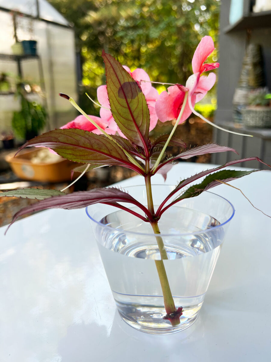 How to Grow Impatiens From Cuttings (With Photos)