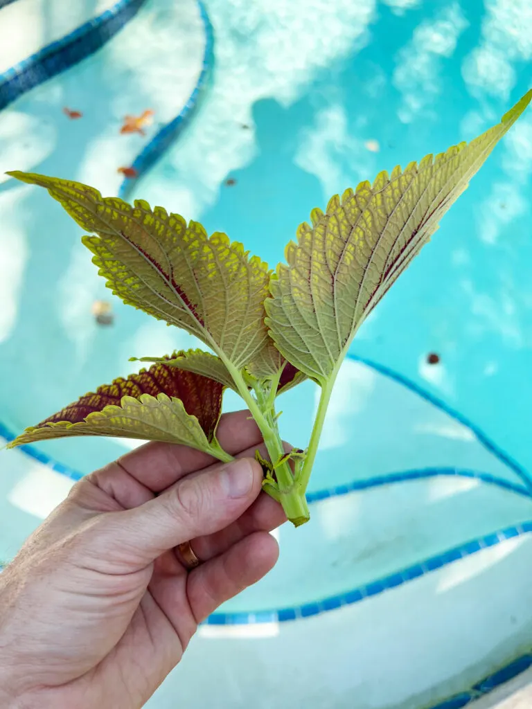 how-to-take-coleus-cuttings