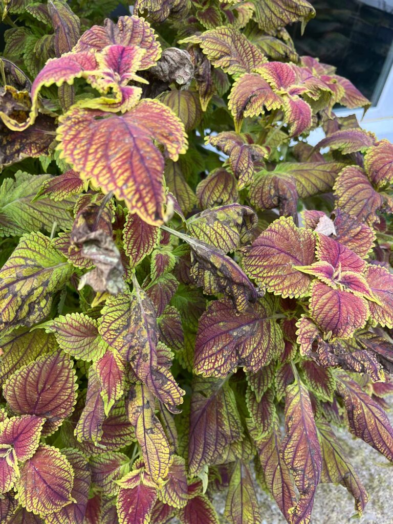 cold-damaage-coleus