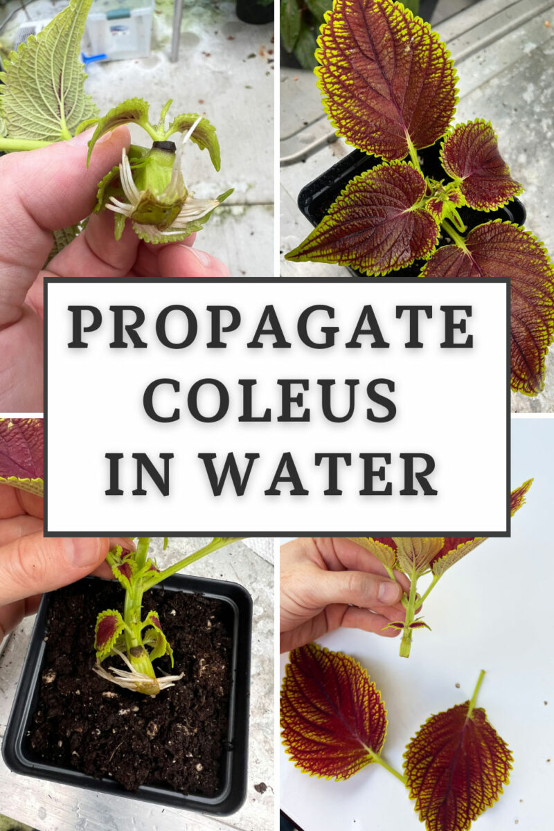 3 Easy Steps to Propagate Coleus in Water (w/ Photos)