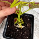 3 Easy Steps to Propagate Coleus in Water (w/ Photos) how-to-propagate-coleus-in-water
