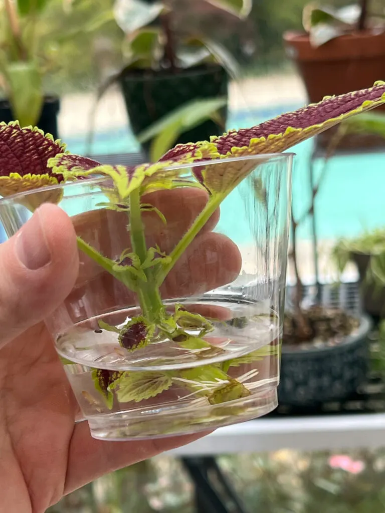 how-to-propagate-coleus-in-water