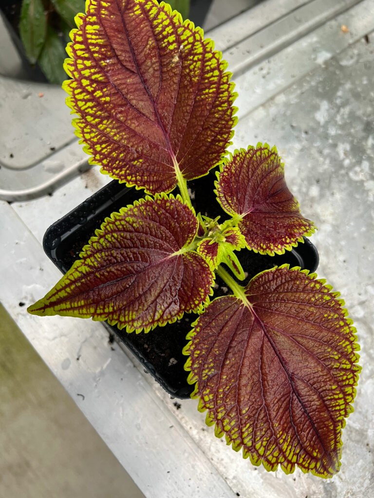 how-to-take-coleus-cuttings