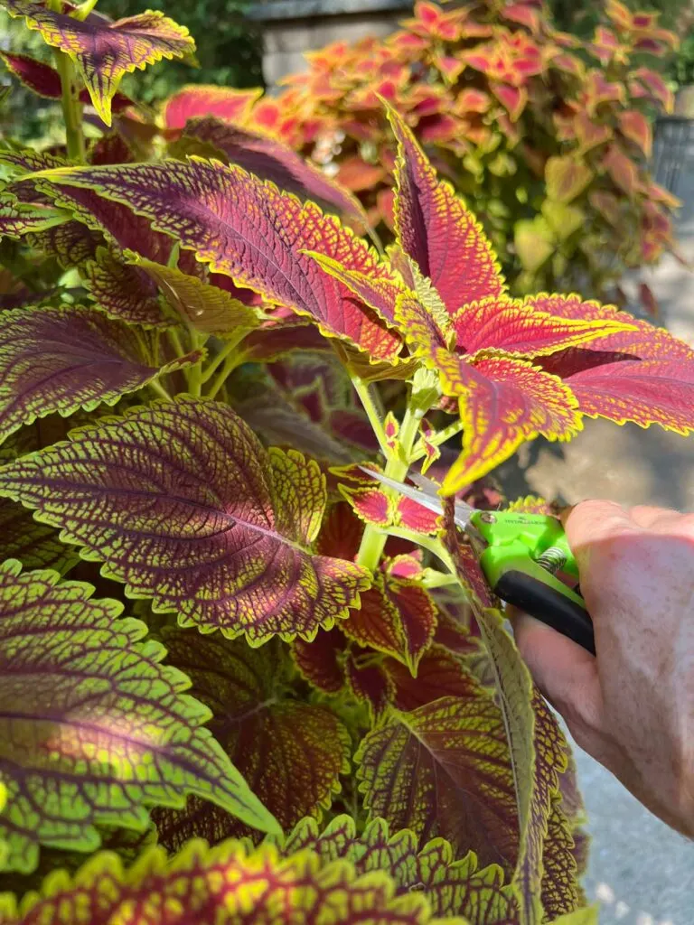 how-to-take-coleus-cuttings