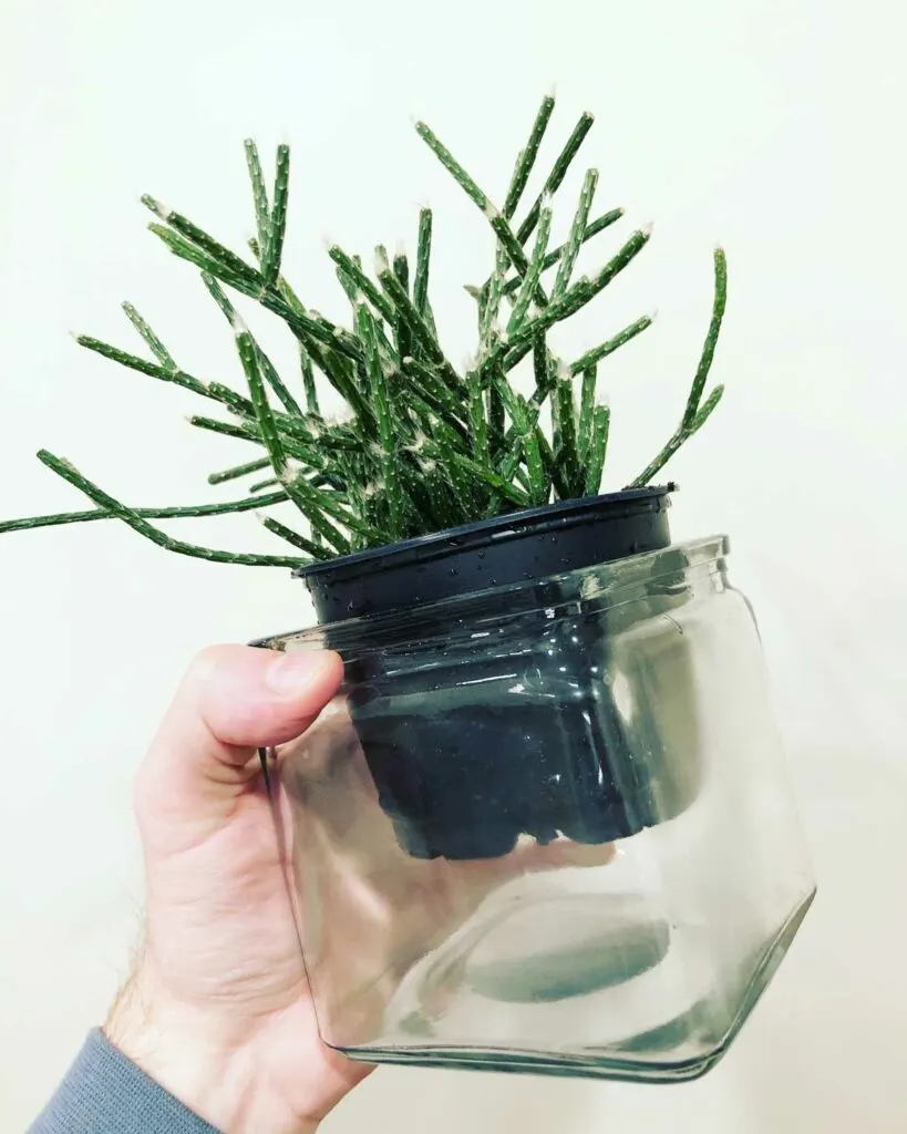 how-to-propagate-rhipsalis