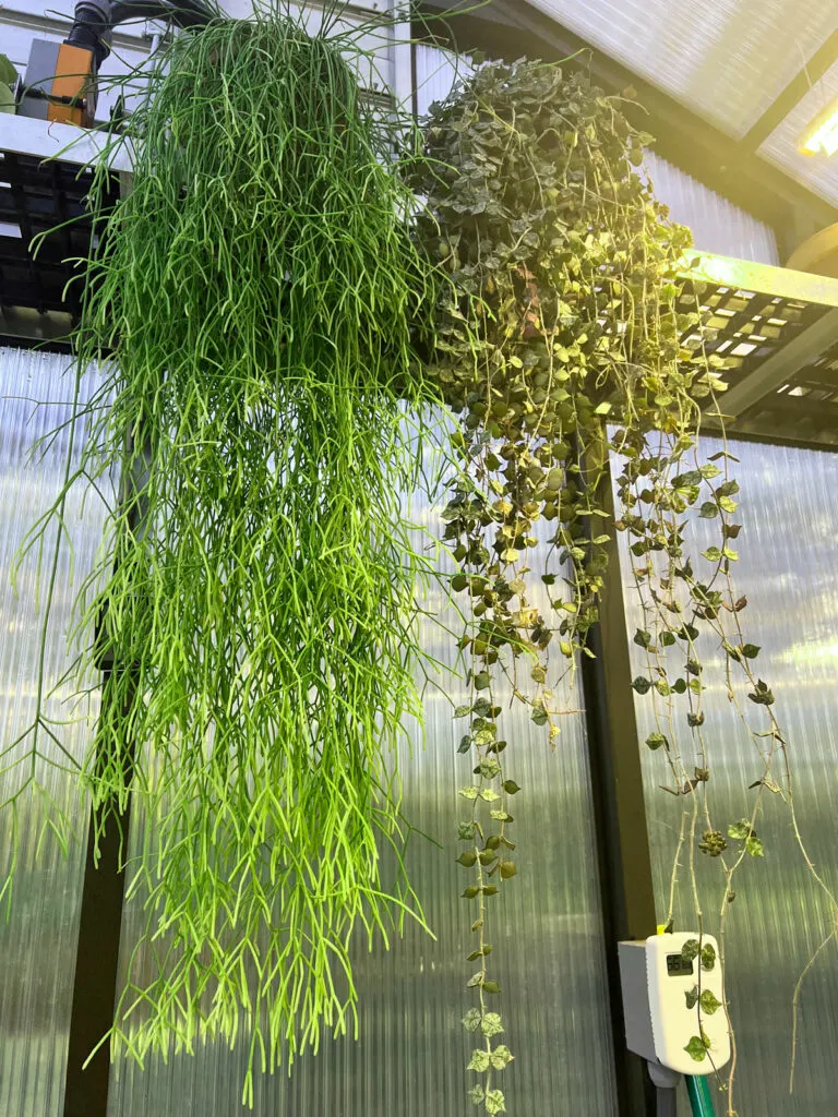 how-to-propagate-rhipsalis