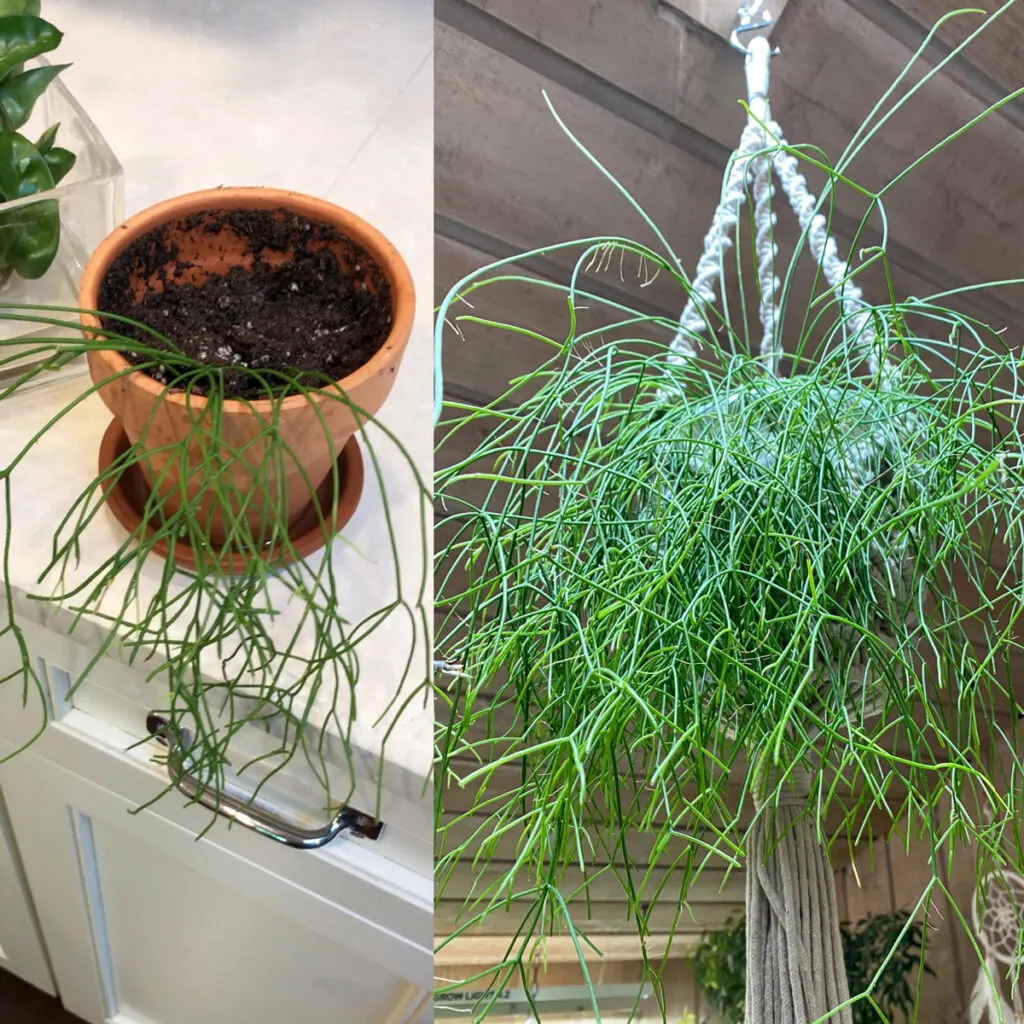 how-to-propagate-rhipsalis