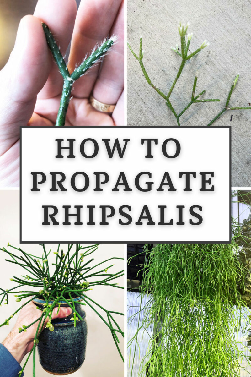 How to Propagate Rhipsalis: 3 Steps + Care Tips (w/ pics)
