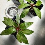 impatiens-from-cuttings-1200x1200