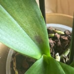 Moth Orchid Sunburn: Causes, Prevention, and What To Do moth-orchid-sunburn