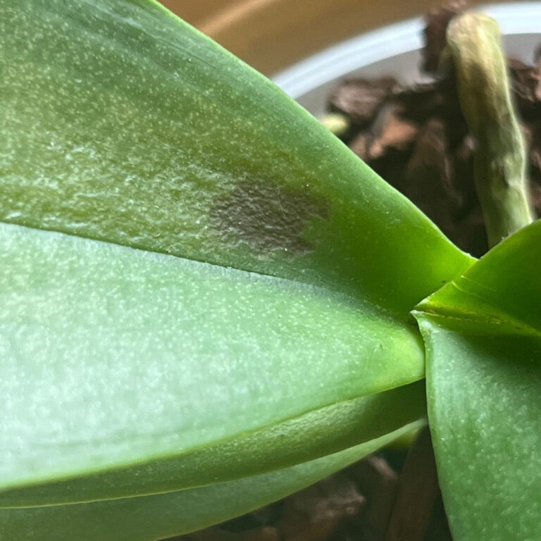 Moth Orchid Sunburn: Causes, Prevention, and What To Do