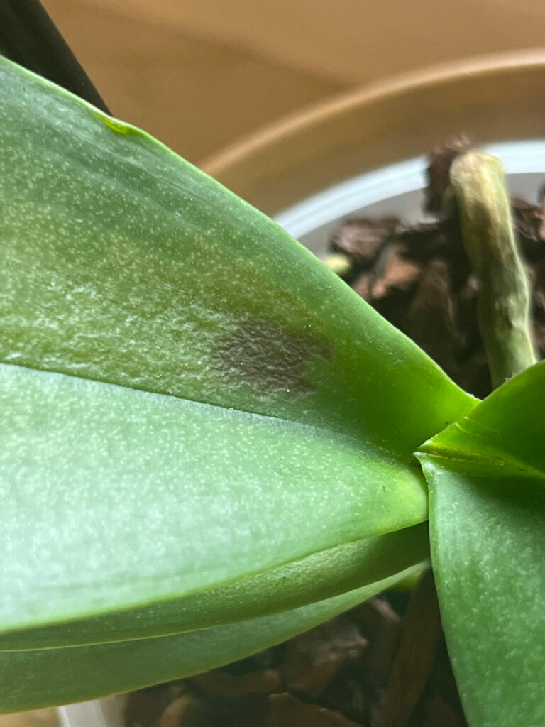 moth-orchid-sunburn