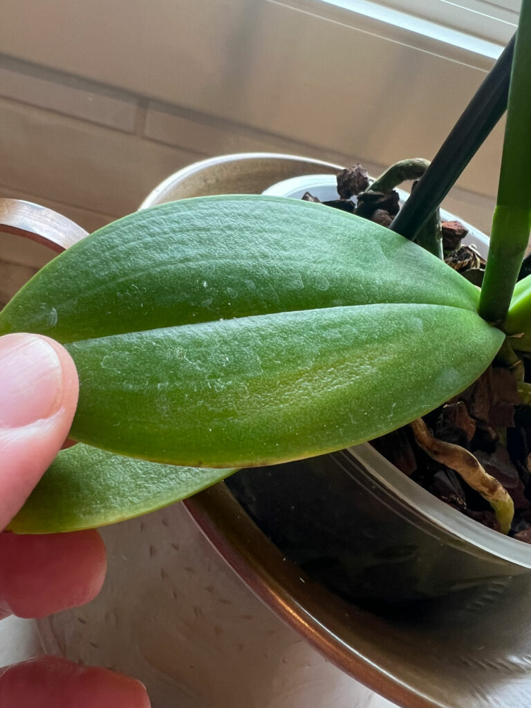 my-orchid-burned-in-sun