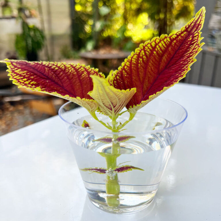 3 Easy Steps to Propagate Coleus in Water (w/ Photos)