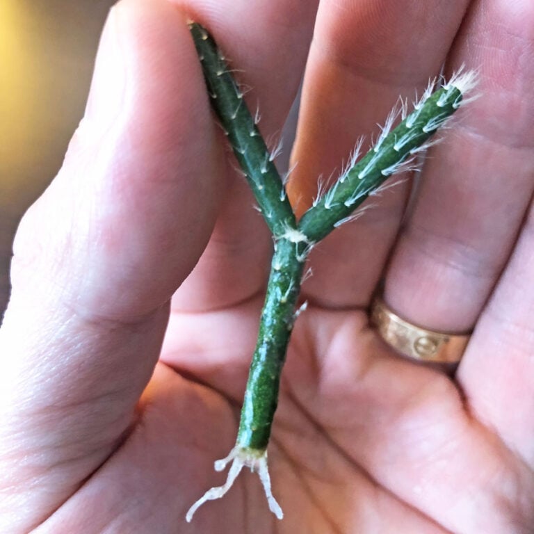 How to Propagate Rhipsalis: 3 Steps + Care Tips (w/ pics)