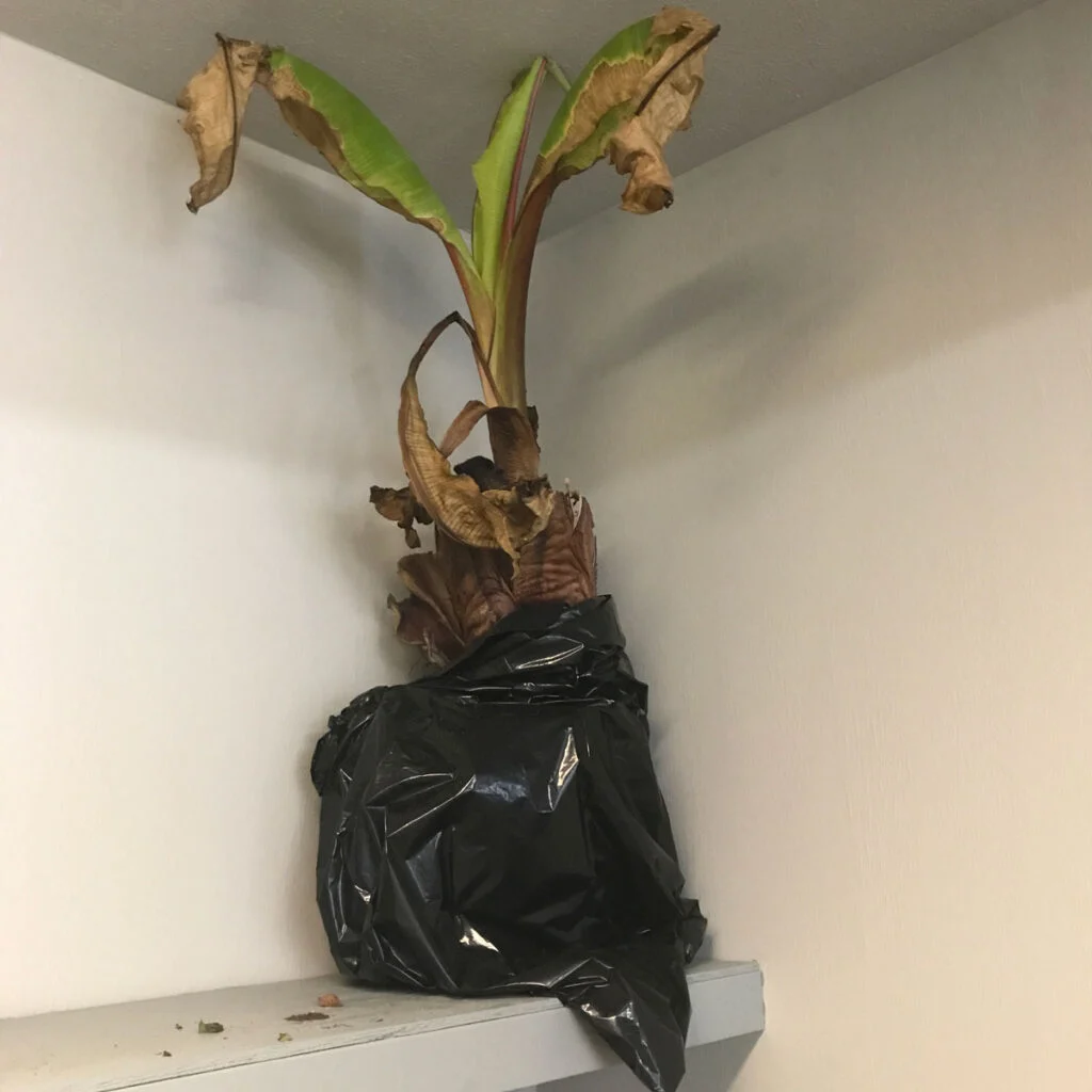 storing a dug up banana in a garbage bag in a cool dark garage