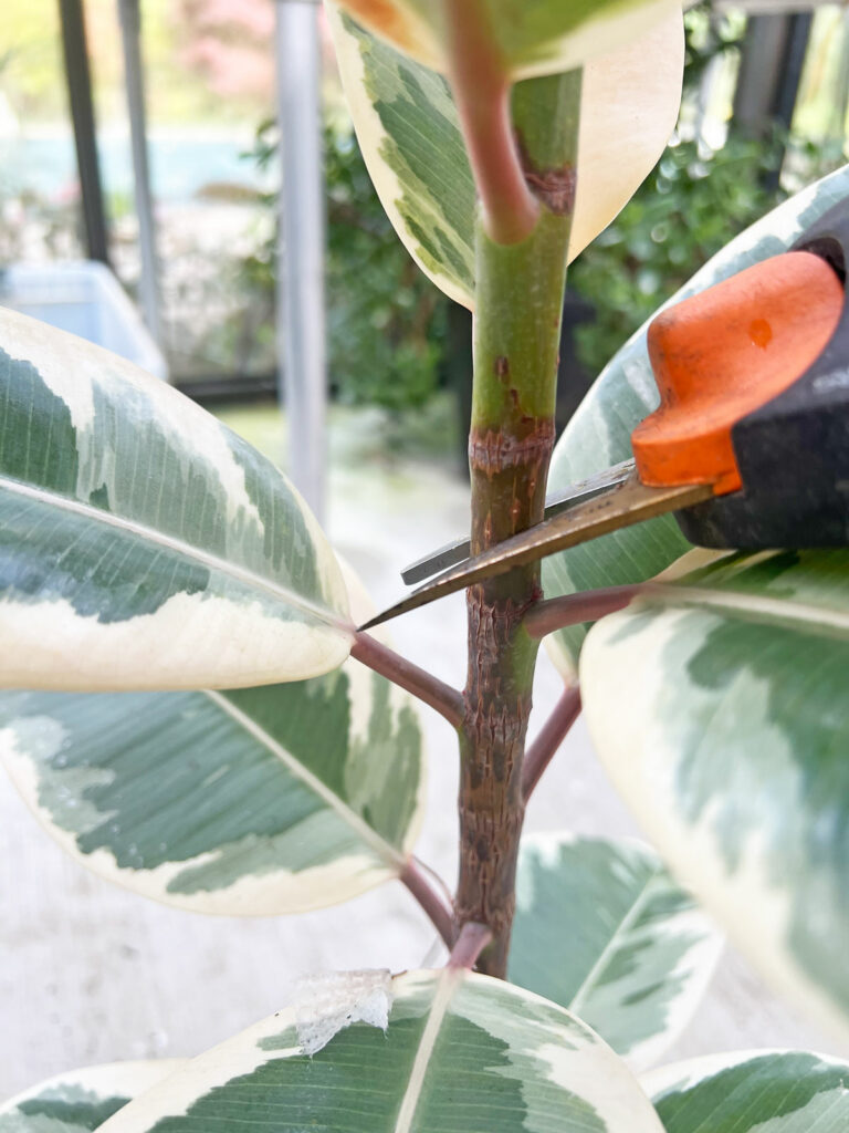 how-to-propagate-rubber-plant-in-water