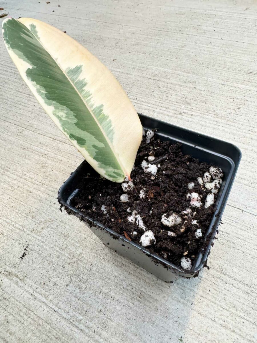 How to Propagate Rubber Plant in Water 3 Easy Steps