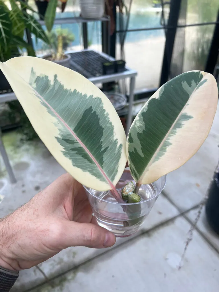 how-to-propagate-rubber-plant-in-water