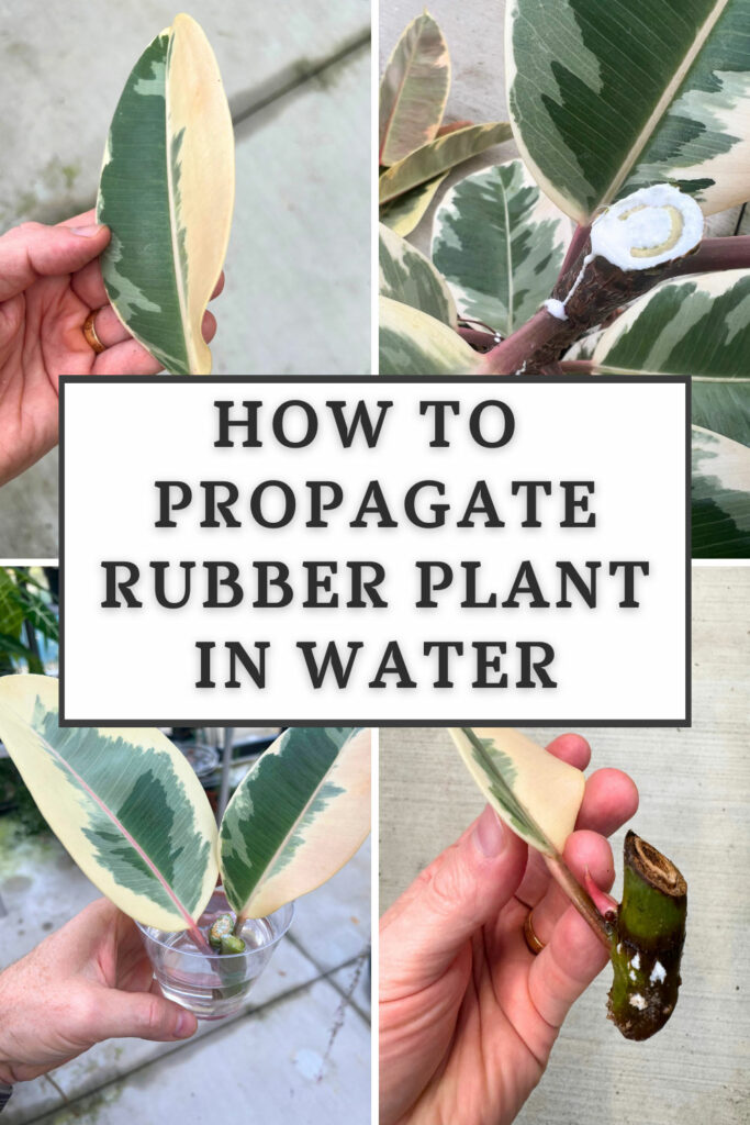 how-to-propagate-rubber-plant-in-water