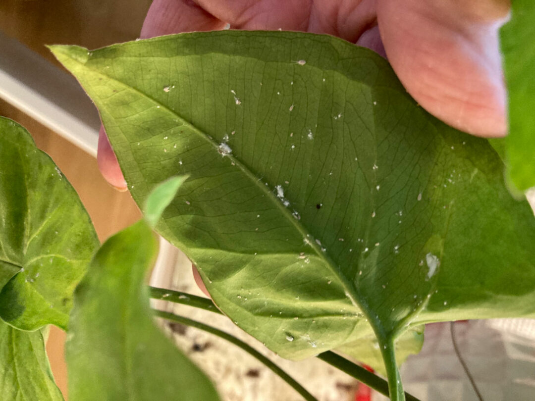 How to Treat Mealy Bugs on Plants 3 Easy Steps