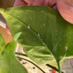 How to Treat Mealy Bugs on Plants: 3 Easy Steps how-to-treat-mealy-bugs-on-syngonium
