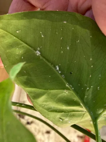 how-to-treat-mealy-bugs-on-syngonium