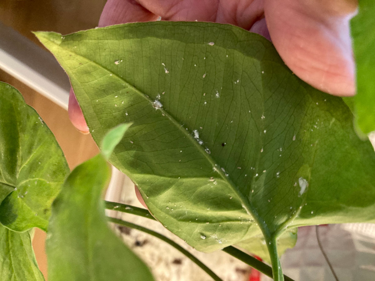 how-to-treat-mealy-bugs-on-syngonium