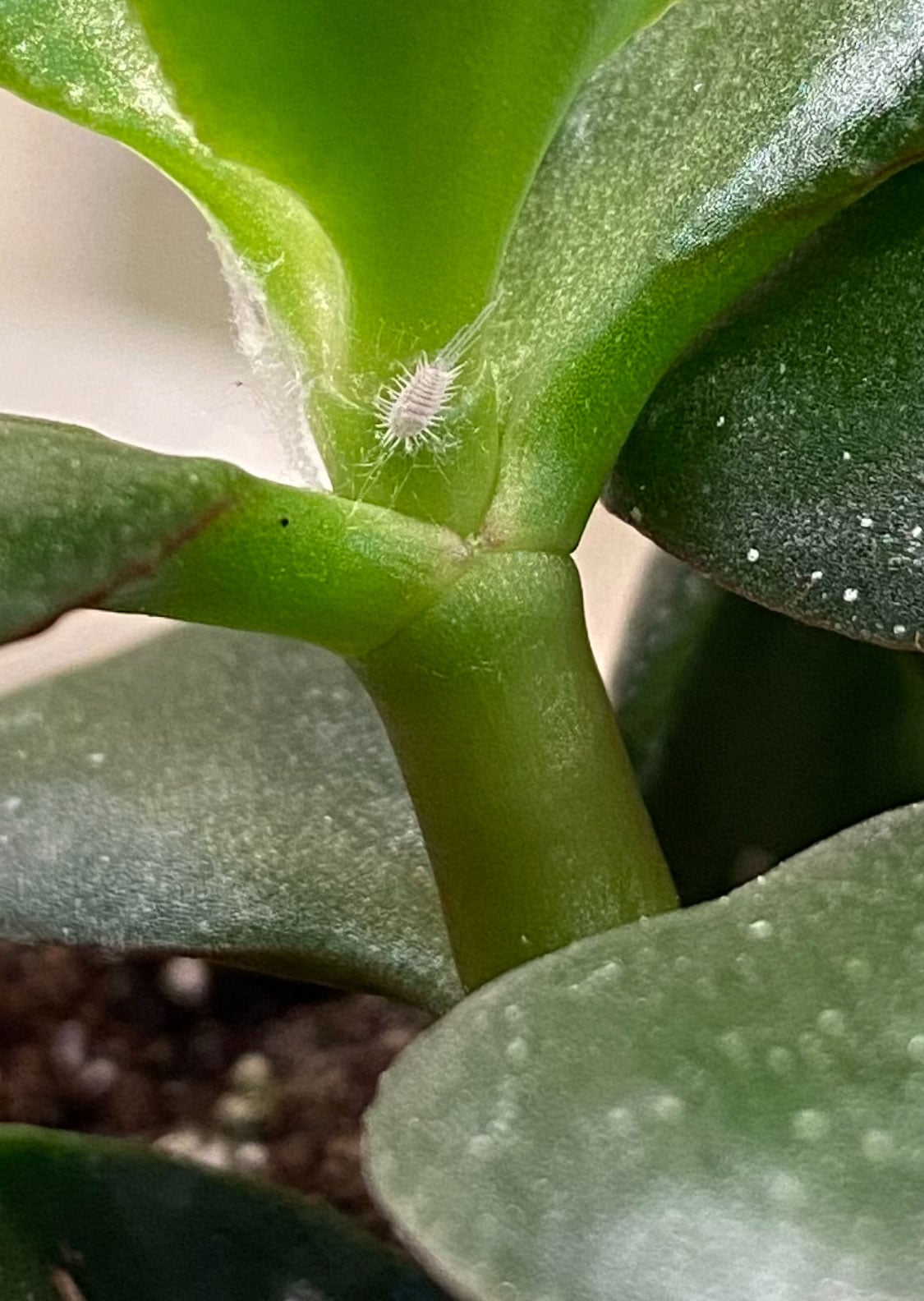 How to Treat Mealy Bugs on Plants 3 Easy Steps