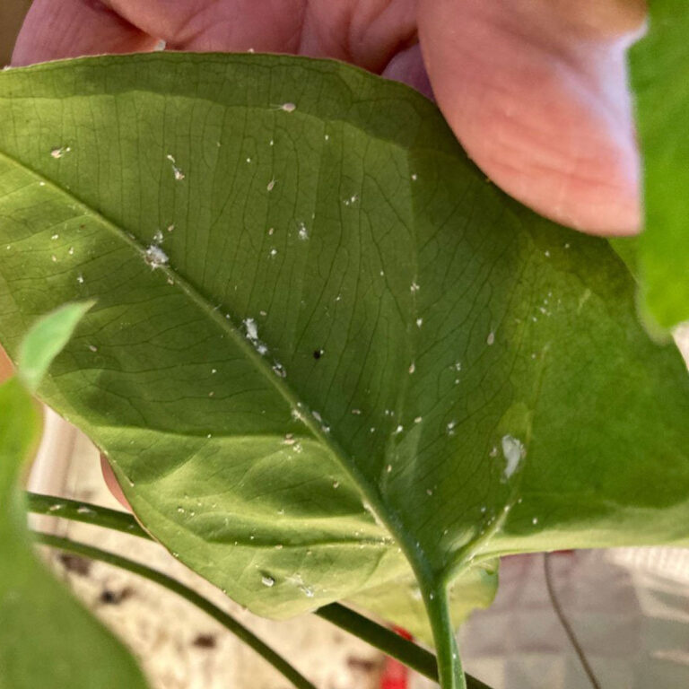 How to Treat Mealy Bugs on Plants: 3 Easy Steps