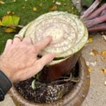 overwintering-banana-1200x1200