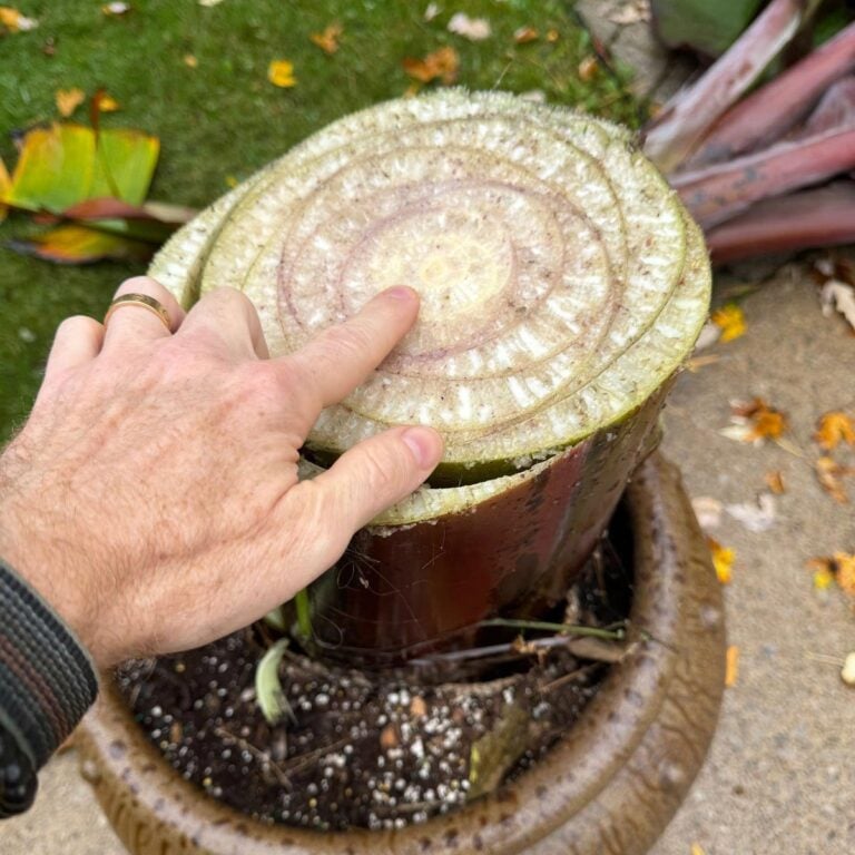 Overwintering Banana Plants: 3 Simple Steps