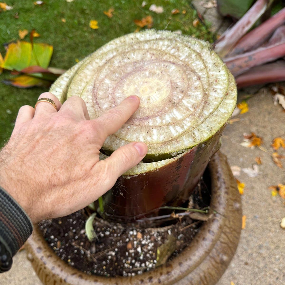 Overwintering Banana Plants: 3 Simple Steps