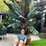 Overwintering Banana Plants: 3 Simple Steps storing-banana-plants-for-winter