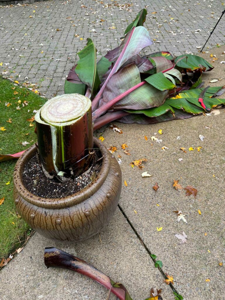 storing-banana-plants-for-winter